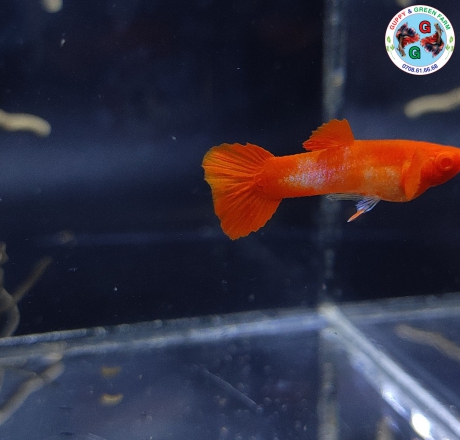 Koi Red Ear Trống